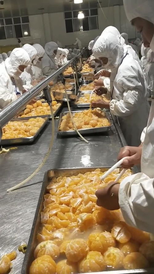 豐島食品廠桔子分揀車(chē)間的精細(xì)化管理與農(nóng)產(chǎn)品加工升級(jí)